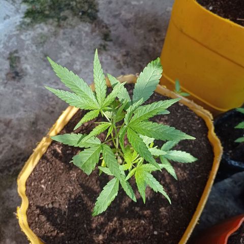 Cheff_Nothing growlog photo: #4