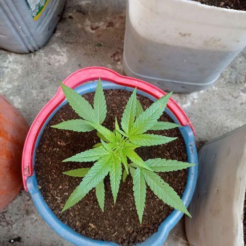Cheff_Nothing growlog photo: #5
