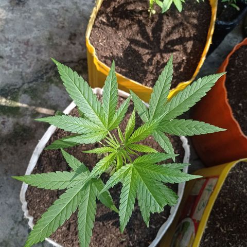 Cheff_Nothing growlog photo: #6