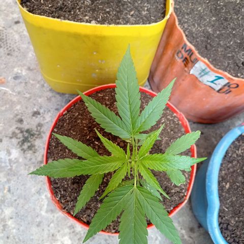 Cheff_Nothing growlog photo: #7
