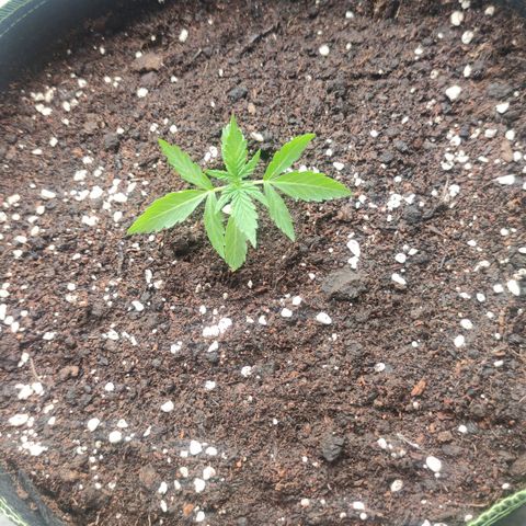 Easy Bud (Automatic) growlog timeline photo