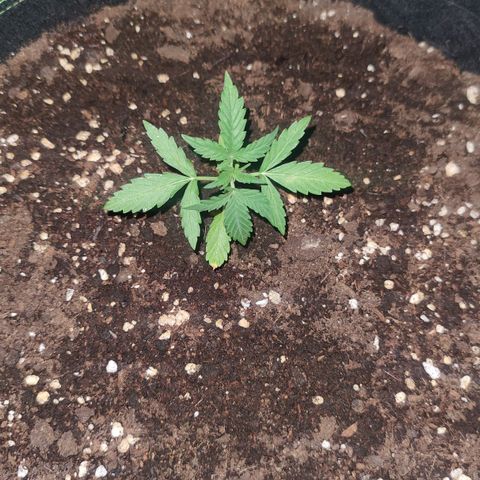 Easy Bud (Automatic) growlog timeline photo