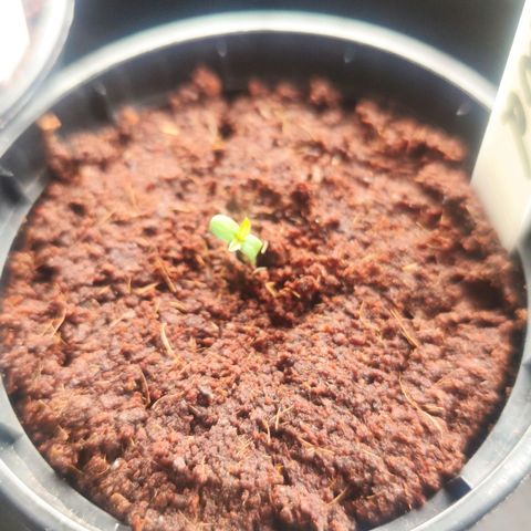 Black Orchid Auto growlog timeline photo