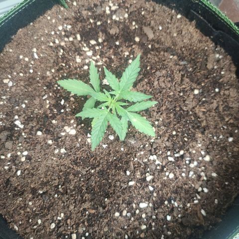Easy Bud (Automatic) growlog timeline photo