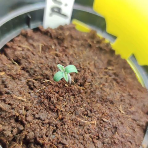 Black Orchid Auto growlog timeline photo
