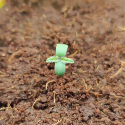 Black Orchid Auto growlog timeline photo