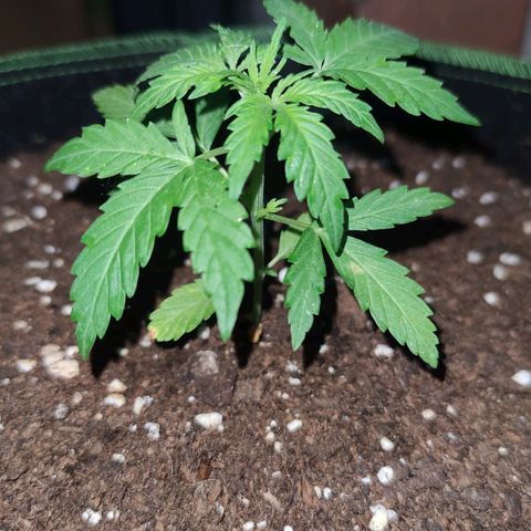 Easy Bud (Automatic) growlog timeline photo