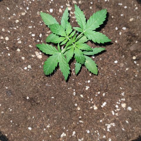 Easy Bud (Automatic) growlog timeline photo