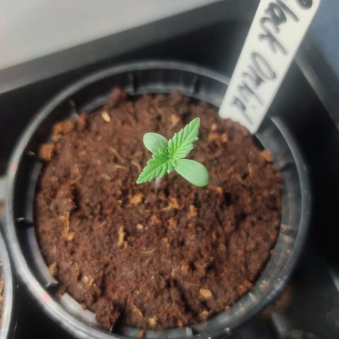 Black Orchid Auto growlog timeline photo