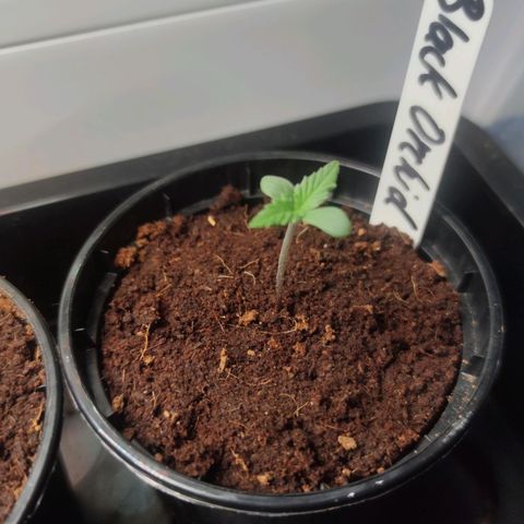 Black Orchid Auto growlog timeline photo
