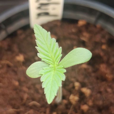 Black Orchid Auto growlog timeline photo
