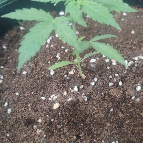 Easy Bud (Automatic) growlog timeline photo