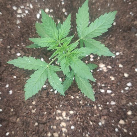 Easy Bud (Automatic) growlog timeline photo