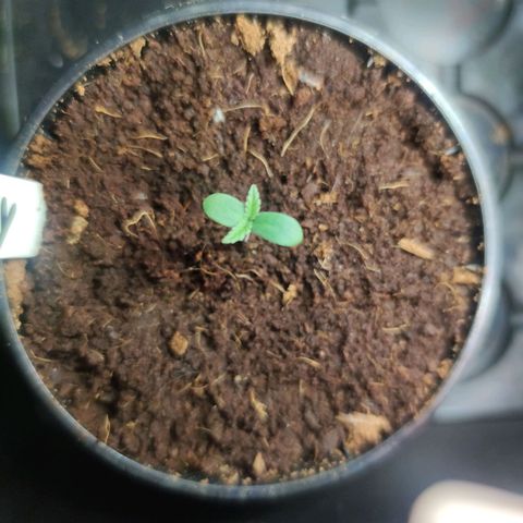 Auto Fat Blueberry  growlog timeline photo