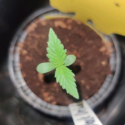 Black Orchid Auto growlog timeline photo
