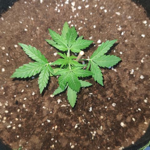 Easy Bud (Automatic) growlog timeline photo