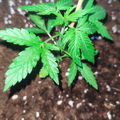Easy Bud (Automatic) growlog timeline photo