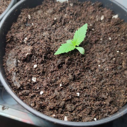 Black Orchid Auto growlog timeline photo