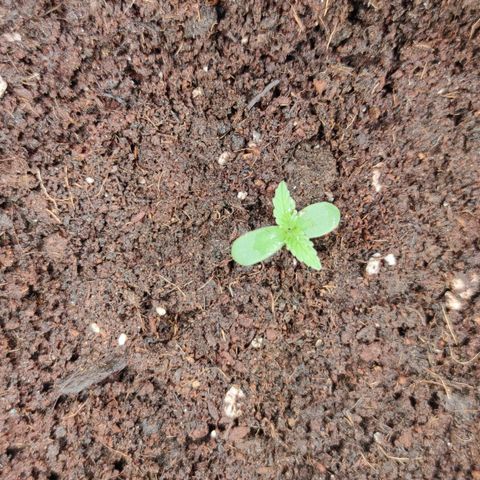 Auto Fat Blueberry  growlog timeline photo