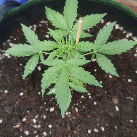 Easy Bud (Automatic) growlog timeline photo
