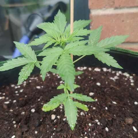 Easy Bud (Automatic) growlog timeline photo