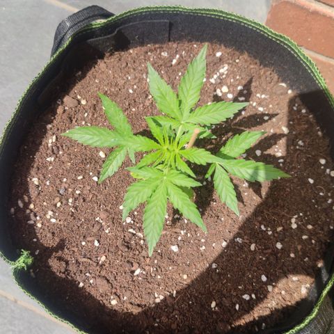 Easy Bud (Automatic) growlog timeline photo