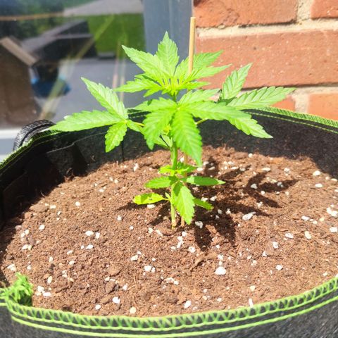 Easy Bud (Automatic) growlog timeline photo