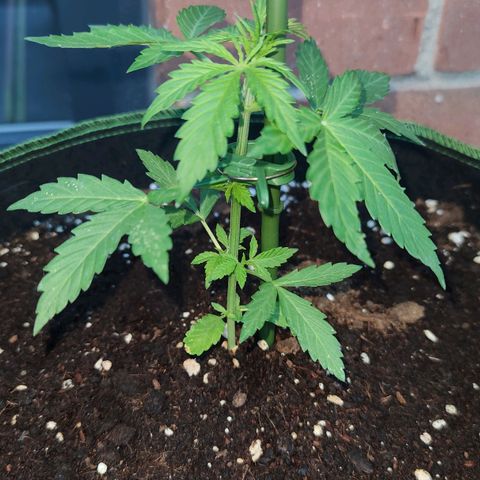 Easy Bud (Automatic) growlog timeline photo