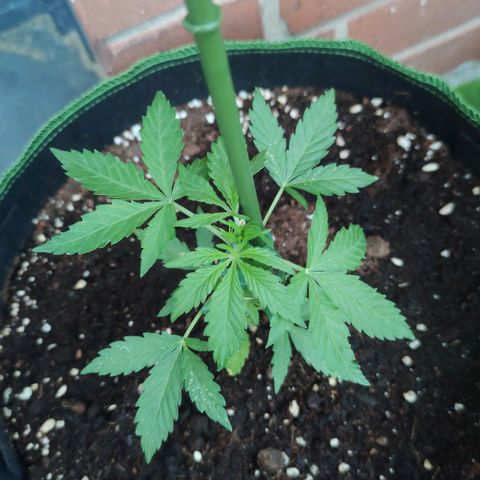 Easy Bud (Automatic) growlog timeline photo
