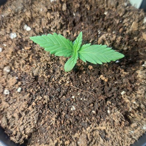 Black Orchid Auto growlog timeline photo