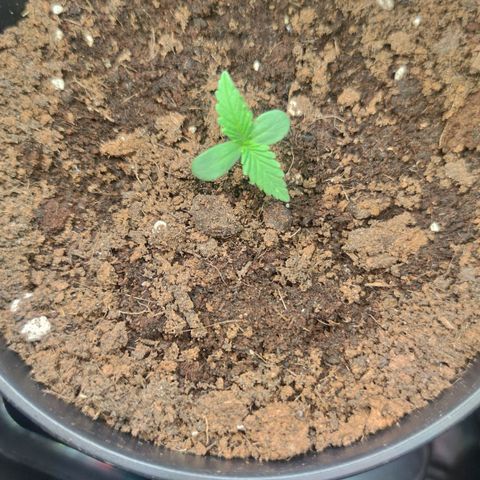 Auto Fat Blueberry  growlog timeline photo