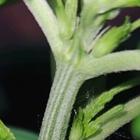 Easy Bud (Automatic) growlog photo: Vorblüte beginnt