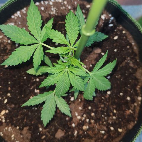 Easy Bud (Automatic) growlog photo: Vorblüte beginnt