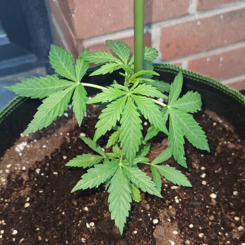 Easy Bud (Automatic) growlog photo: Vorblüte beginnt