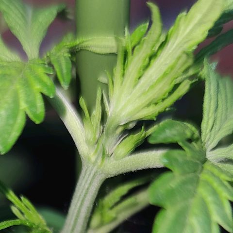 Easy Bud (Automatic) growlog photo: Vorblüte beginnt