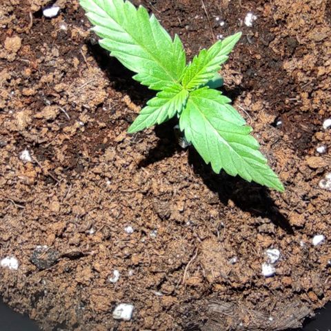 Black Orchid Auto growlog timeline photo