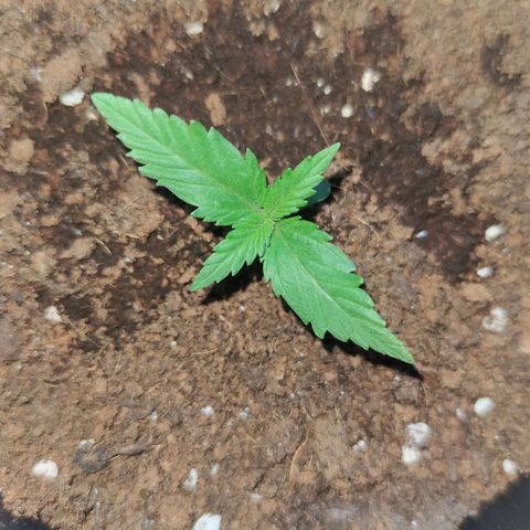 Black Orchid Auto growlog timeline photo