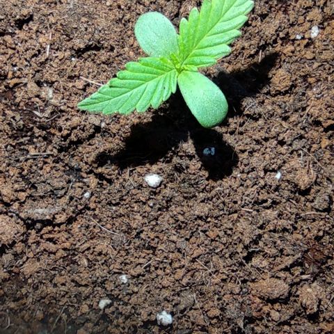 Auto Fat Blueberry  growlog timeline photo