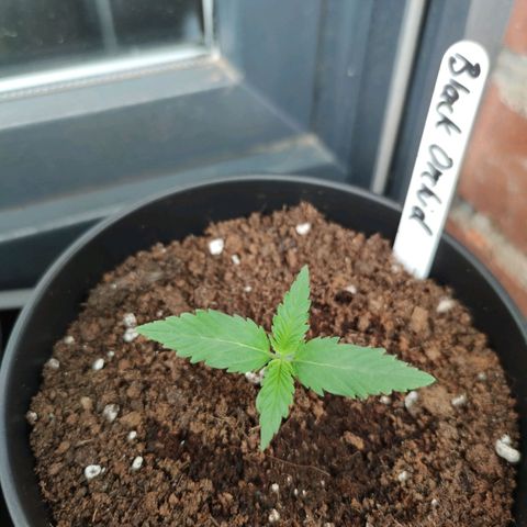 Black Orchid Auto growlog timeline photo