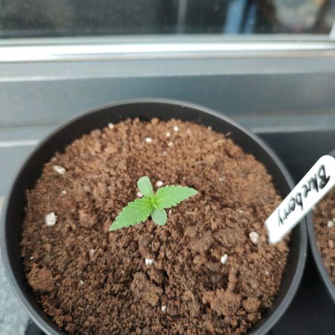 Auto Fat Blueberry  growlog timeline photo