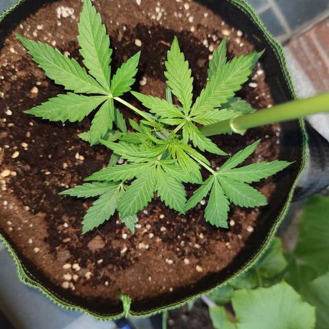 Easy Bud (Automatic) growlog timeline photo