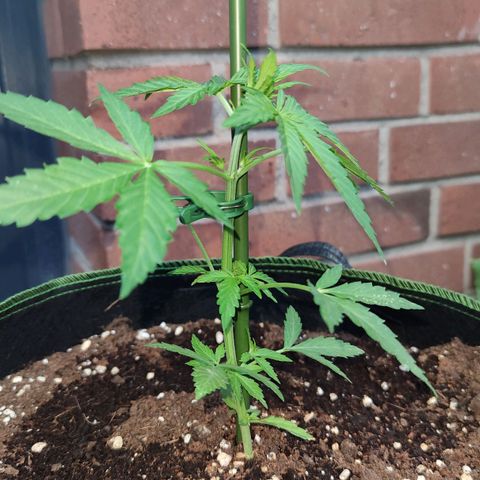 Easy Bud (Automatic) growlog timeline photo