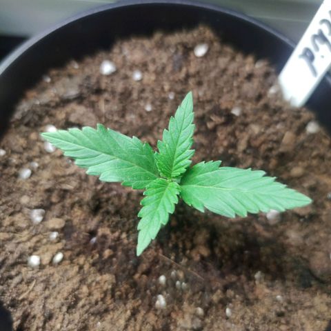 Black Orchid Auto growlog timeline photo