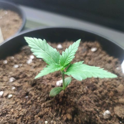Black Orchid Auto growlog timeline photo