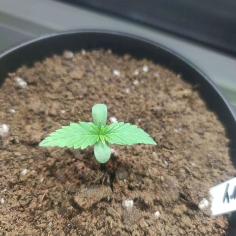 Auto Fat Blueberry  growlog timeline photo