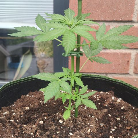 Easy Bud (Automatic) growlog timeline photo