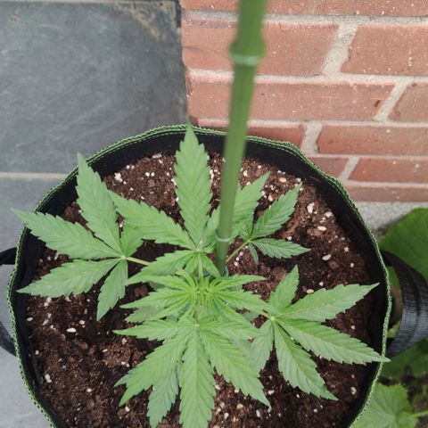 Easy Bud (Automatic) growlog timeline photo
