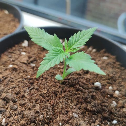 Black Orchid Auto growlog timeline photo