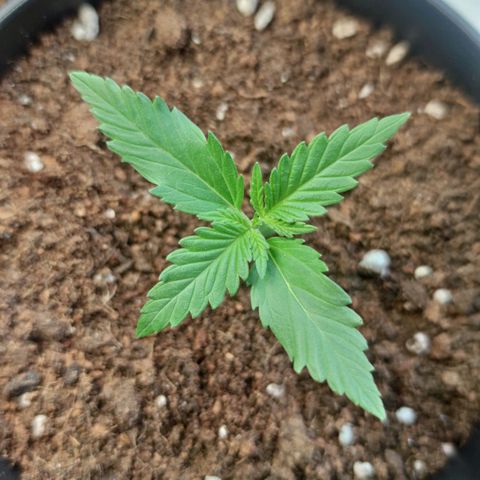 Black Orchid Auto growlog timeline photo