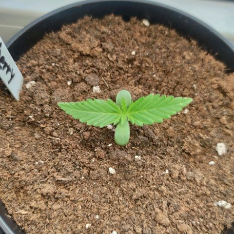 Auto Fat Blueberry  growlog timeline photo